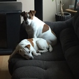 Entry image for Gizmo and Jasper