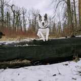 Entry image for Molly