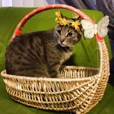 Entry image for Sammy