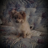 Entry image for Annie