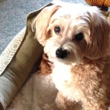 Entry image for Taffy 