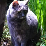 Entry image for Tigger