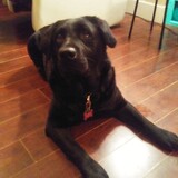 Entry image for Gloss