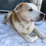 Entry image for Sampson