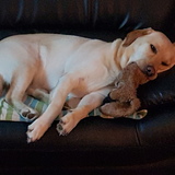 Entry image for Goldie