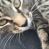 Entry image for Killer