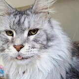 Entry image for Ruby