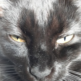 Entry image for Bayja