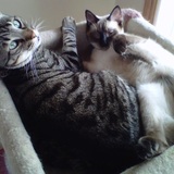 Entry image for Gato and Gypsy