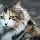 Entry image for Maisie