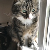 Entry image for Dolce