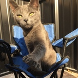 Entry image for Gracie