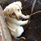 Entry image for Piper