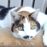 Entry image for Xena, Princess Warrior