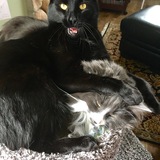 Entry image for Jake and Juno