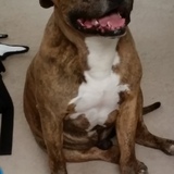 Entry image for Tito