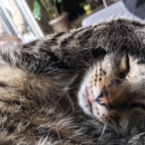 Entry image for Lily