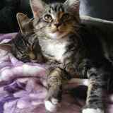 Entry image for Leo & Bella