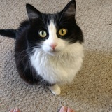 Entry image for Angel