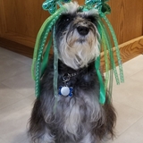 Entry image for Ms Molly     (Kernohan)