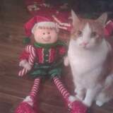 Entry image for Oliver