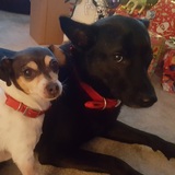 Entry image for Pollyanna (chichuaha/jack Russell & Tyson(Taiwanese mtn. Dog)