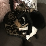 Entry image for Cookie & Oreo