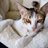 Entry image for Leia