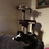 Entry image for Holey Moley, and Chase