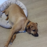 Entry image for Alfie