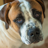 Entry image for Dozer