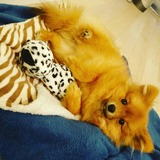 Entry image for Mochi