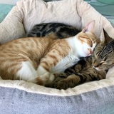 Entry image for Cookie and Zoë