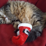 Entry image for Lucky