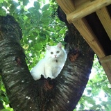 Entry image for Betty White