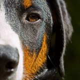 Entry image for Arco the happy Appenzeller 