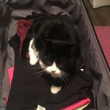 Entry image for Sylvester 