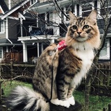 Entry image for Bella