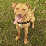 Entry image for Cali 