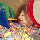 Entry image for Cheeks