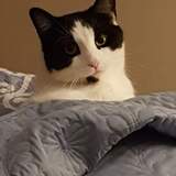 Entry image for Fonzie