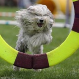 Entry image for Levi