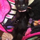 Entry image for Evynie