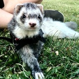 Entry image for Rosie 