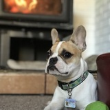 Entry image for Wonton