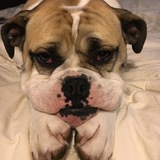 Entry image for Molly