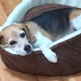 Entry image for Mokie