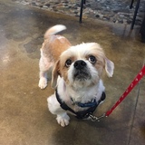 Entry image for Rocky