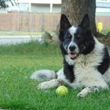 Entry image for BOXER