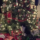 Entry image for Gemma